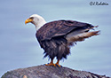 Haliaeetus leucocephalus